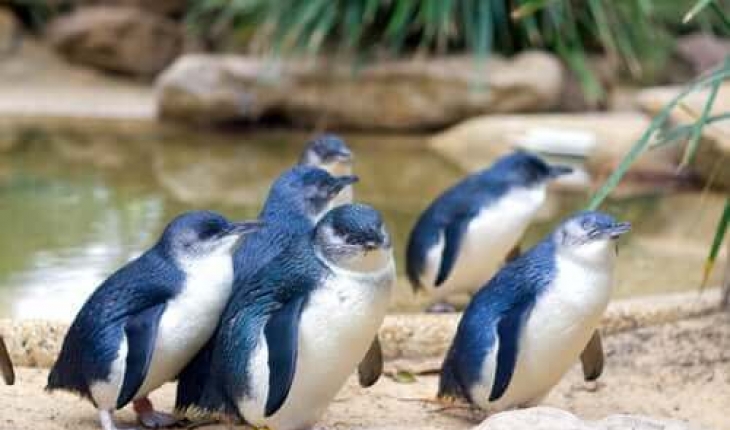 Yeni Zelanda kıyılarında yüzlerce küçük penguen ölü bulundu